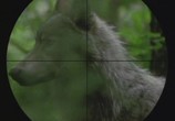ТВ BBC: Жизнь животных: Волк / BBC The Wildlife Specials: Wolf (1997) - cцена 3
