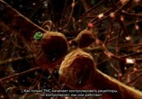 ТВ ВВС: Как действуют наркотики: Марихуана / ВВС: How Drugs Work: Cannabis (2011) - cцена 2