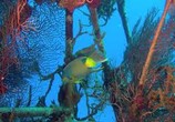 ТВ Чудеса океана 3D / Ocean Wonderland (2003) - cцена 2