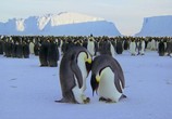 ТВ BBC: Планета Земля / Planet Earth (2006) - cцена 2