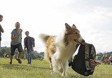 Фильм Лэсси. Возвращение домой / Lassie - Eine abenteuerliche Reise (2020) - cцена 2